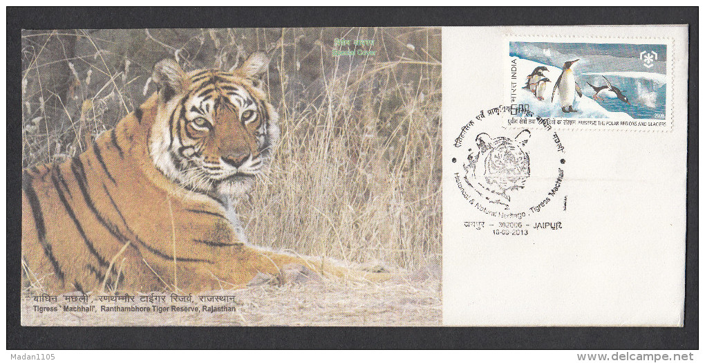 INDIA, 2013, SPECIAL COVER,  Ranthambore Tiger Reserve, Tigress Macchali, Jaipur  Cancelled - Covers & Documents