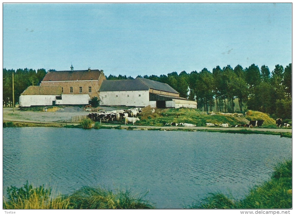 Horrues - Etang De La Ferme De L'Eclatière - Soignies