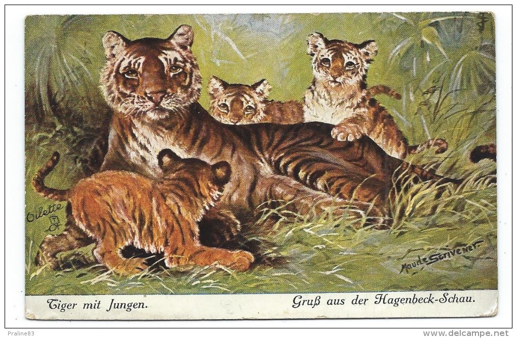 CPA - TIGER MIT JUNGEN, GRUSS AUS DER HAGEN-SCHAU - Tigres Et Ses Petits - Circulé 1919 - Illust. Maude Scrivener - Tigers