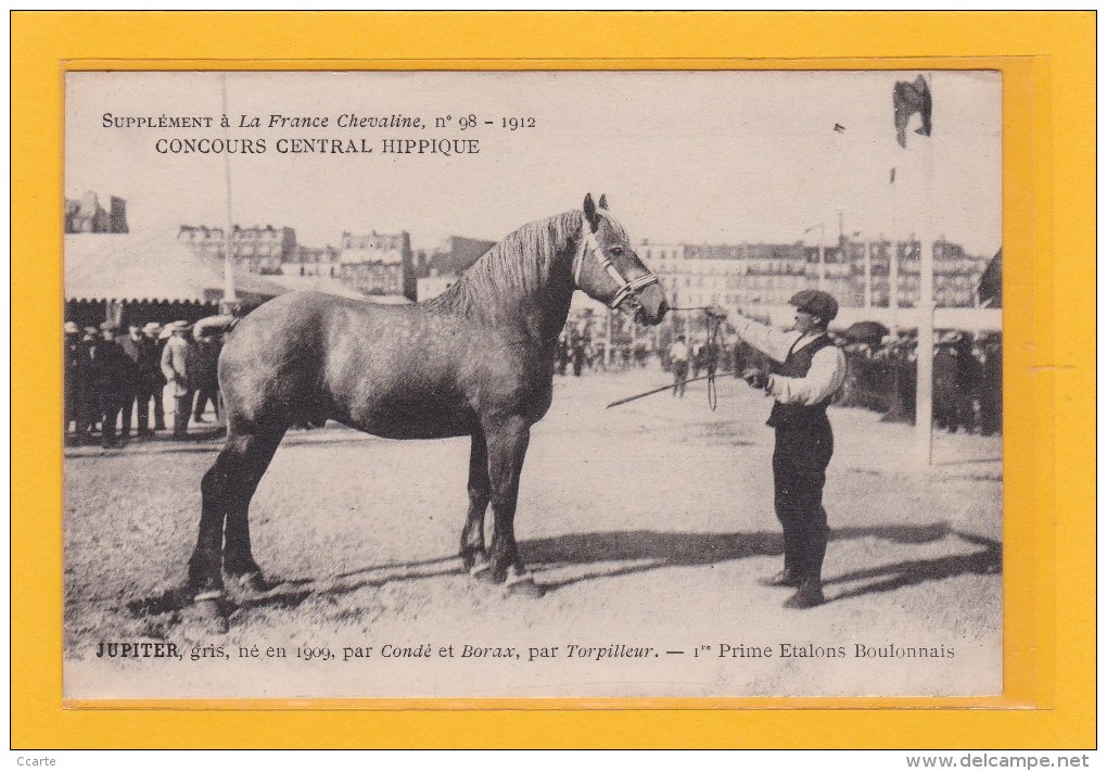 AGRICULTURE - ELEVAGE - HIPPISME - CHEVAUX - JUPITER - ETALON BOULONNAIS NE EN 1909 PAR CONDE ET BORAX - Elevage