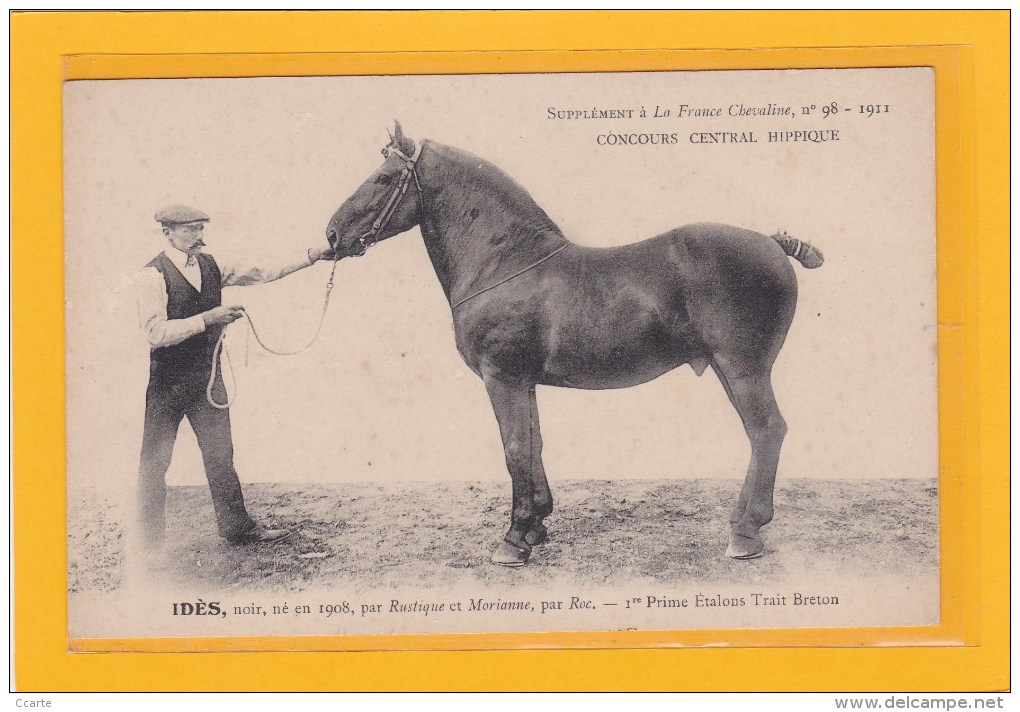 AGRICULTURE - ELEVAGE - HIPPISME - CHEVAUX - IDES  - ETALON TRAIT BRETON NE EN 1908 PAR RUSTIQUE ET MORIANNE PAR ROC - Elevage