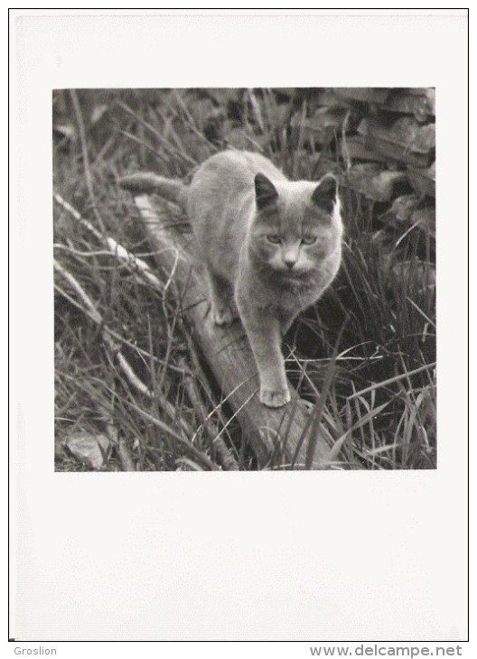 PHOTO DE CHAT - Other & Unclassified
