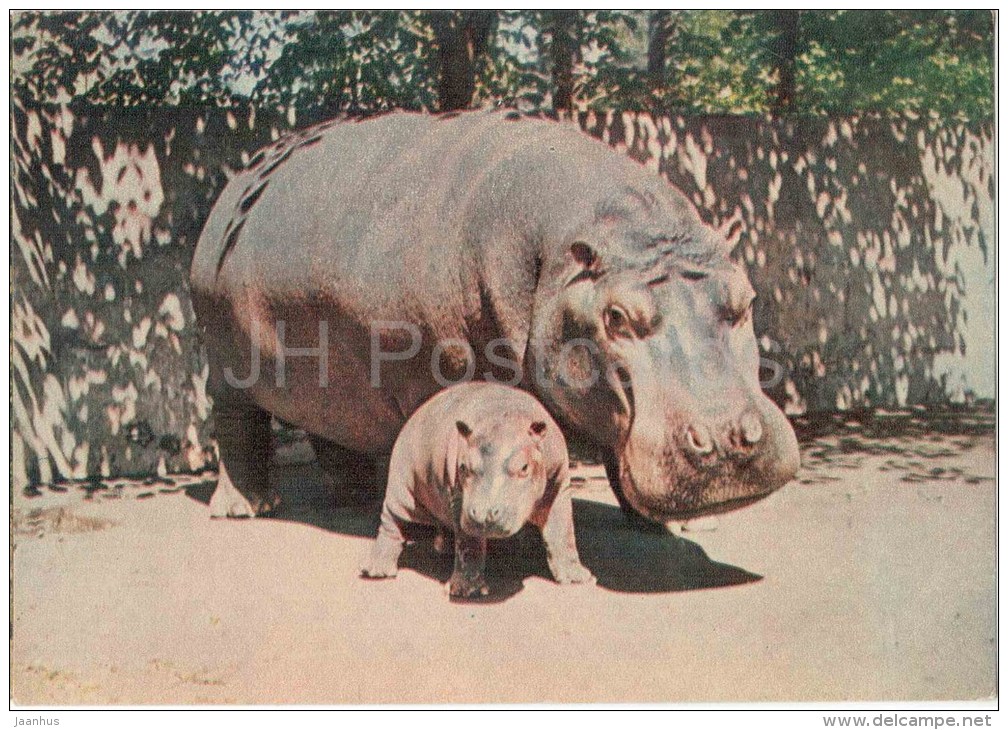 Hippopotamus - Hippopotamus Amphibius - Animals - Postcard On Thin Paper - Riga Zoo - Latvia USSR - Unused - Hippopotamuses