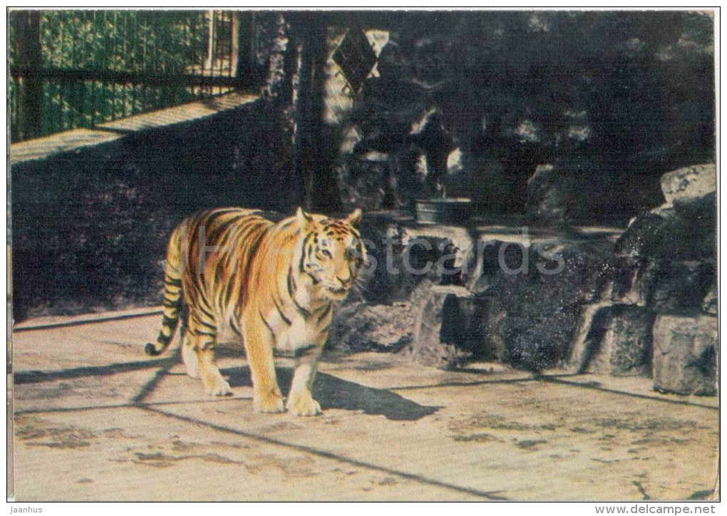 Tiger - Panthera Tigris - Animals - Postcard On Thin Paper - Riga Zoo - Latvia USSR - Unused - Tigres