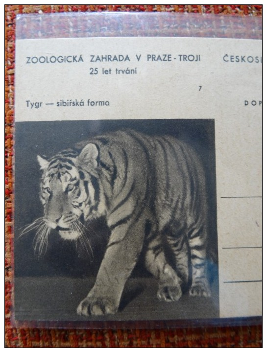 Czechoslovakia Pws 1960 Mi. P 152-7 Zoo Prague Tiger Sibirian Entier Ganzsache Postal Stationery Card Scarce A 24,50 Eur - Autres & Non Classés