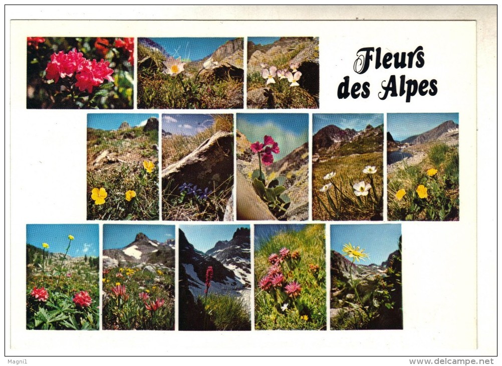 Fleurs - Cpsm - Fleurs Des Alpes - Fiori