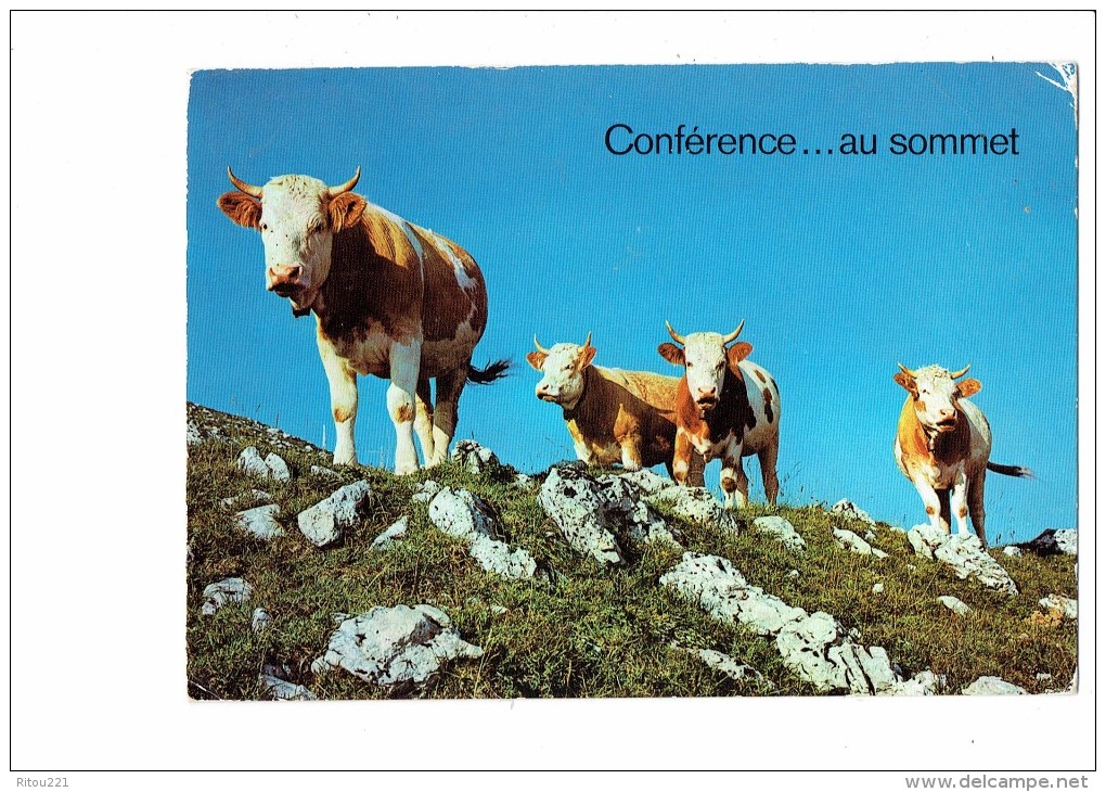 Conférence ... Au Sommet - Vaches - Vache Cloche - 1972 - 308/5 - Tijgers