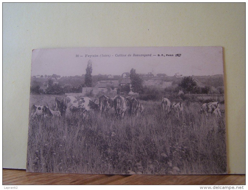 FEYZIN (RHONE) LES VACHES. COLLINE DE BEAUREGARD. - Feyzin