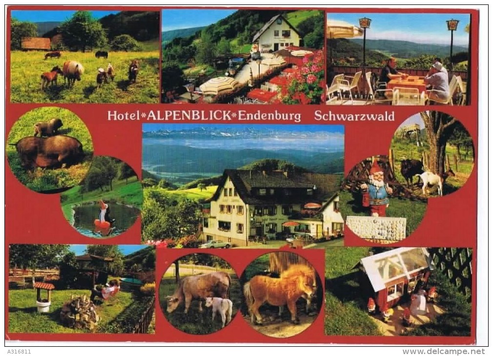 Cpm HOTEL "alpenblick"  ENDENBURG SCHWARZWALD - Hotels & Restaurants