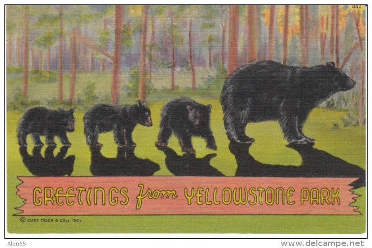 Greetings From Yellowstone Park Wyoming, Bears, C1930s Vintage Curteich Linen Postcard - Yellowstone