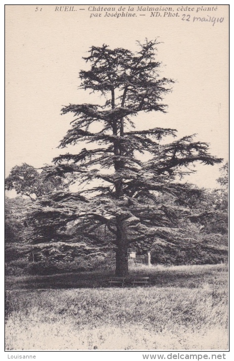 RUEL-MALMAISON  -  CÈDRE  PLANTÉ PAR JOSÉPHINE - Árboles