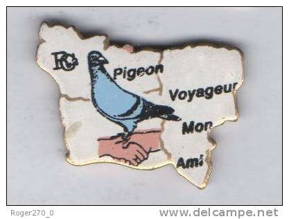 Pigeon Voyageur Mon Ami , Normandie , Colombophilie - Animales