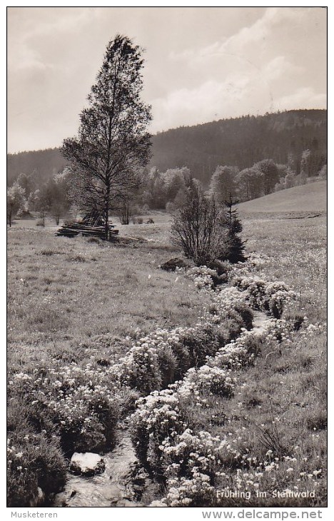 Germany PPC Frühling Im Steinwald ERBENDORF Weiden Oberpfalz 1961 Echte Real Photo Véritable (2 Scans) - Weiden I. D. Oberpfalz