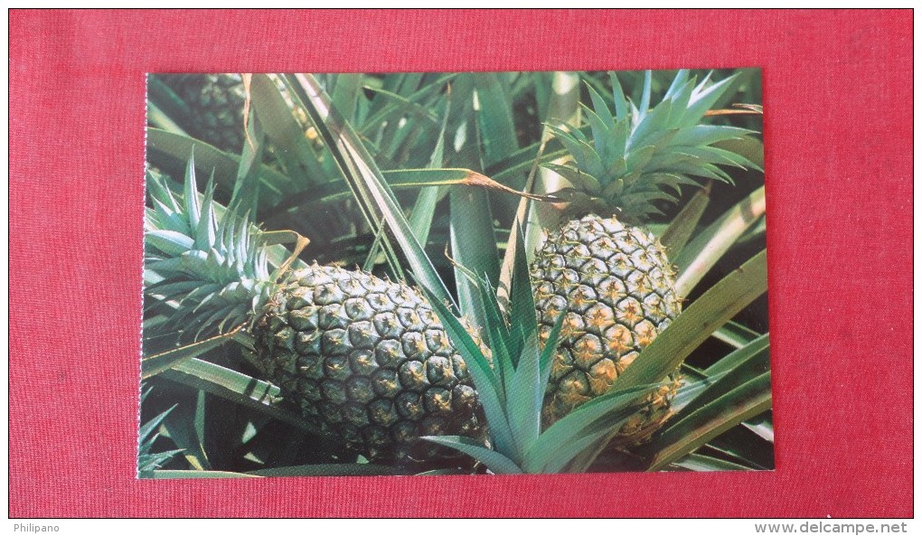 Hawaii>Pineapples -------      -------------       --- Ref 1936 - Other & Unclassified