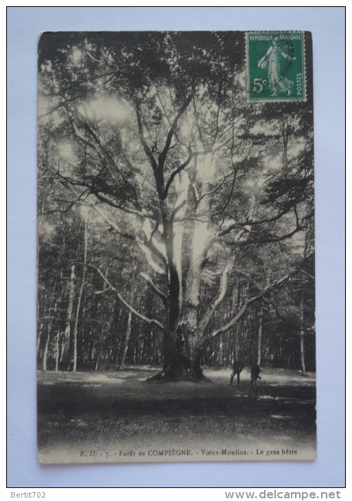 LE GROS CHENE En Forêt De COMPIEGNE - VIEUX-MOULINS - Trees