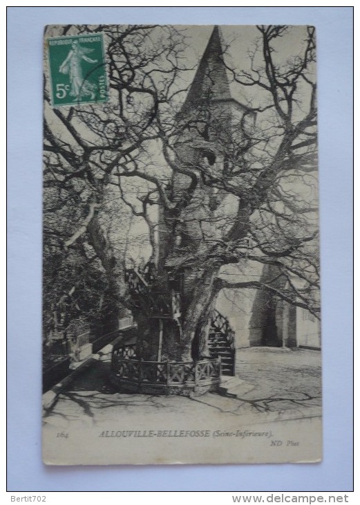 TRES VIEIL ARBRE à  ALLOUVILLE- BELLEFOSSE (76) - Trees