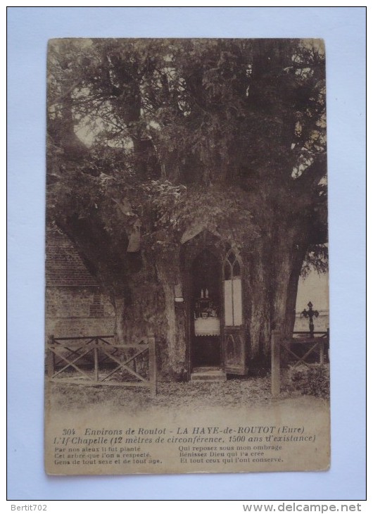 ARBRE - L'IF CHAPELLE ( 1500ans) à  LA HAYE-DE-ROUTOT ( 27) - Arbres