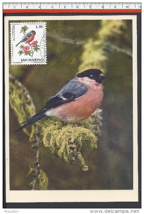 SAINT-MARIN - 1972 - CARTE MAXIMUM TIMBREE THEME OISEAUX " BOUVREUIL " - - Lettres & Documents