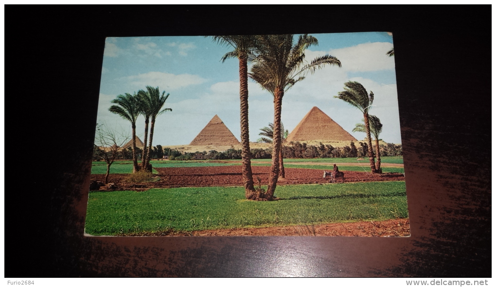 C-42642 GIZA THE PYRAMIDS - Gizeh