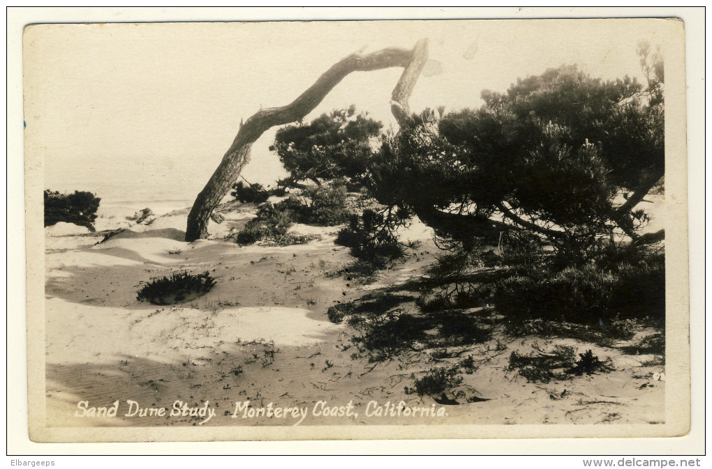 Sand Dune Study  - Monterey Coast , California - Trees