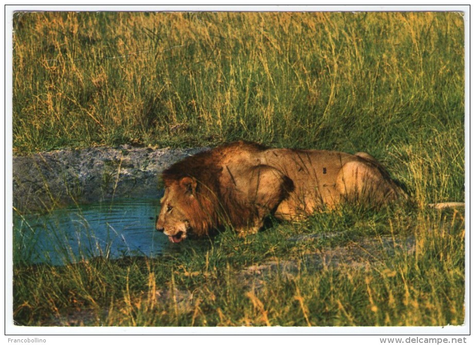 AFRICAN WILD LIFE - LION AT WATER HOLE / WITH ZAMBIA THEMATIC STAMPS-AIRPLANE - Zambie