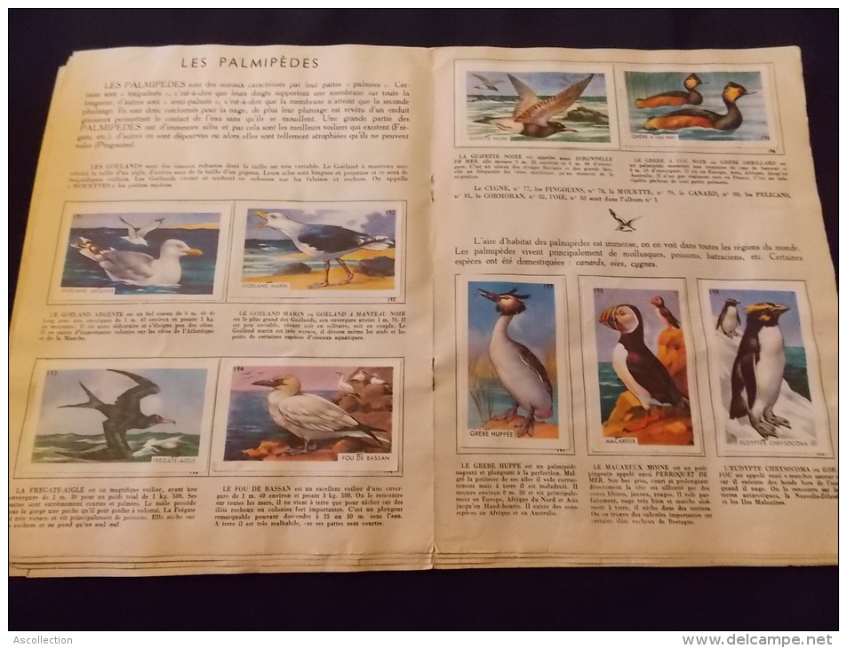 Album N 2 Entremets Francorusse Histoire Naturelle Simplifiée Oiseaux Et Papillons Complets Avec Toutes Les Images - Sammelbilderalben & Katalogue