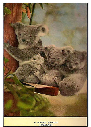 Koala Bear Marsupial Animal Australia C. 1930's  Postcard Size Photo Re-Print - Autres & Non Classés