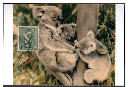 Koala Bear Postage Stamp Animal Australia C. 1940 Postcard Size Photo Re-Print - Autres & Non Classés