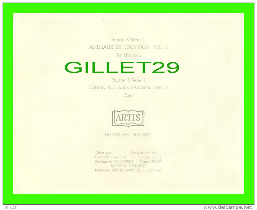 CHROMOS - LE HÉRISSON - IMAGE 8 SÉRIE 1 - ANIMAUX DE TOUS PAYS - ARTIS BRUXELLES - DIMENSION 13X16 Cm - - Other & Unclassified
