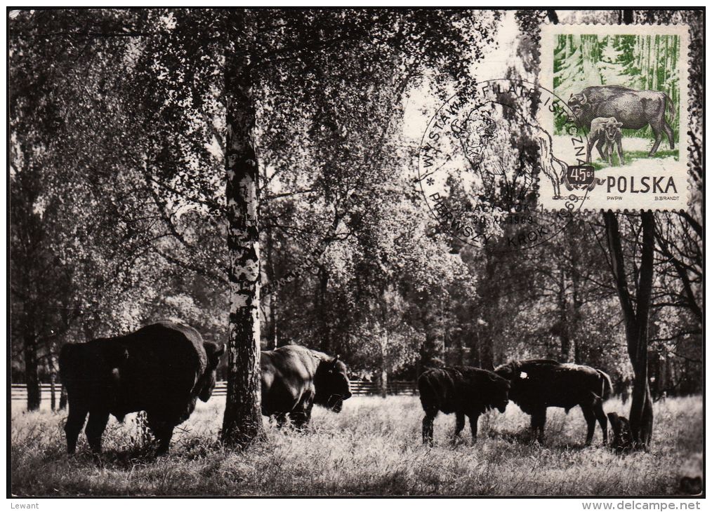 63 Maximum Card  - Wisent (European Bison) - Tarjetas Máxima