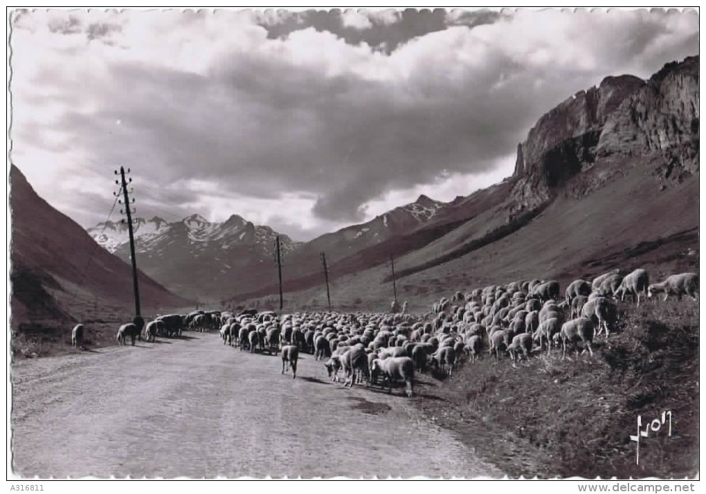 Cpsm Les Transhumants VERS LE LAUTARET ET LE GALIBIER - Crías