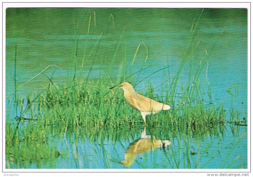 H3217 Uccelli Birds Oiseaux - Rallenreiher - Crabier Chevelu - Sgarza Ciuffetto - Ardeola Ralloides / Non Viaggiata - Birds