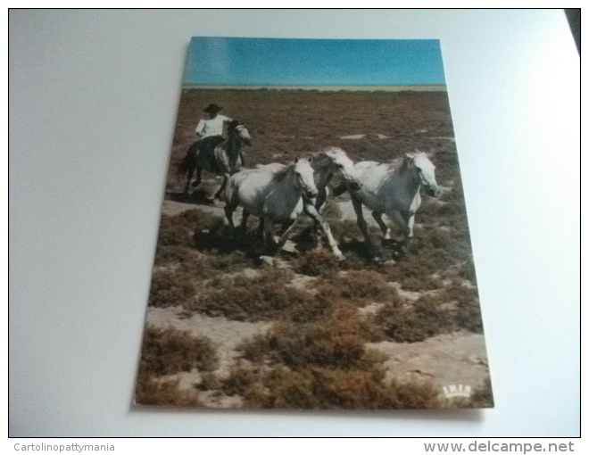 HORSES  CAVALLO  EN CAMARGUE BOUCHES DU RHONE  COW BOY - Horses