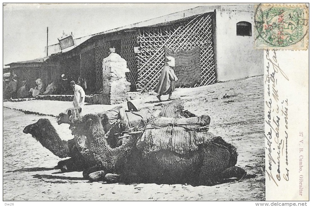 Tanger (Tangier) - Dromadaires Au Repos (Camels At Soco) - Edition V.B. Cumbo, Gibraltar - Carte Dos Simple - Tanger