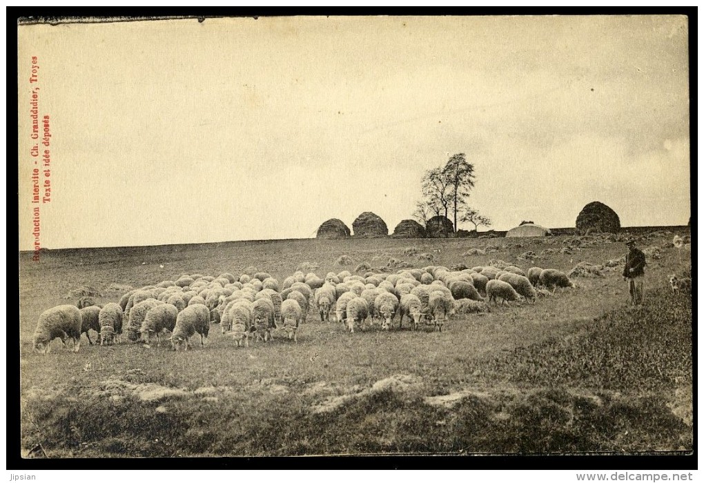 Cpa  Troupeaux De Moutons   AA21 - Elevage