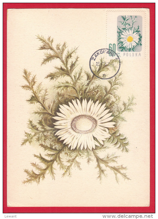 FL 01 - Maximum Card - Flowers, Carline Thistle - Cartes Maximum