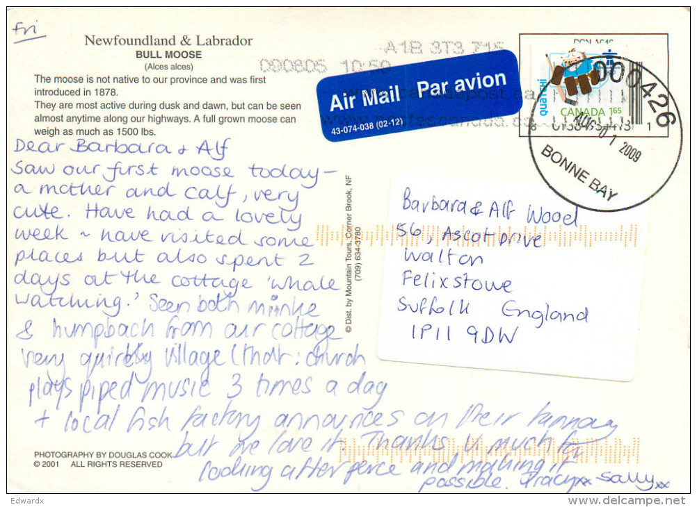 Bull Moose, Newfoundland, Canada Postcard Posted 2009 Stamp - Autres & Non Classés
