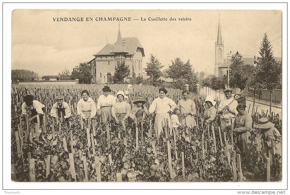 1198 - Vendange En CHAMPAGNE - La Cueillette Des Raisins - Vignes