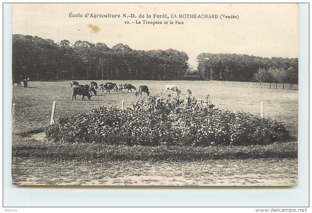 LAMOTHE ACHARD - Ecole D'agriculture Notre Dame De La Forêt, Le Troupeau Et Le Parc. - La Mothe Achard