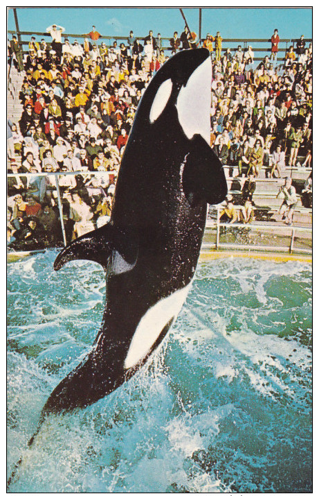 SHAMU, The World's First Trained Killer Whale , SEAWORLD , Mission Bay , San Diego , California , PU-1971 - San Diego