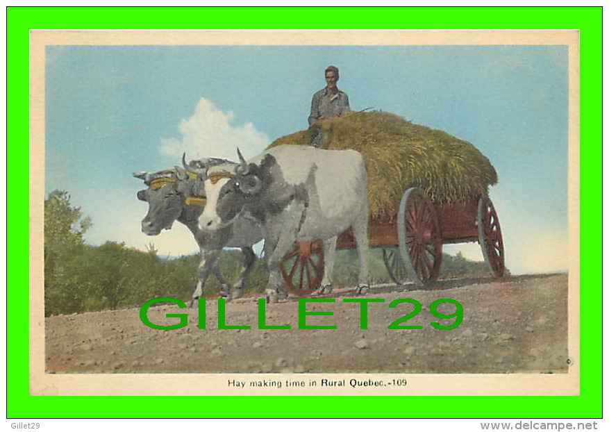 ATTELAGE DE BOEUF - HAY MAKING TIME IN RURAL QUEBEC - PECO - - Attelages