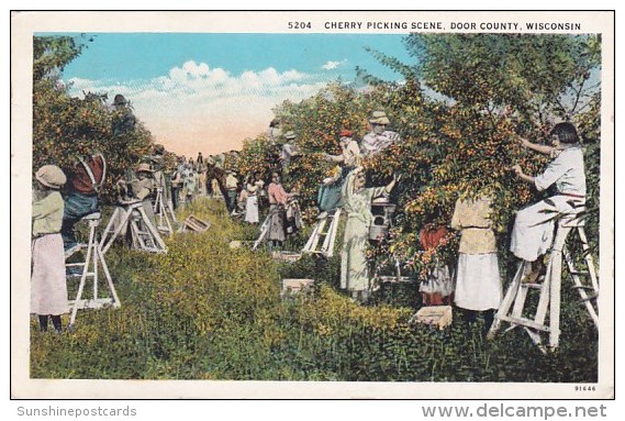 Cherry Picking Scene Door County Racine Wisconsin - Racine