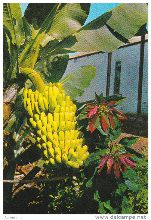 España--Tenerife--Planta De Platano Y Flor De Pascua-- - Alberi