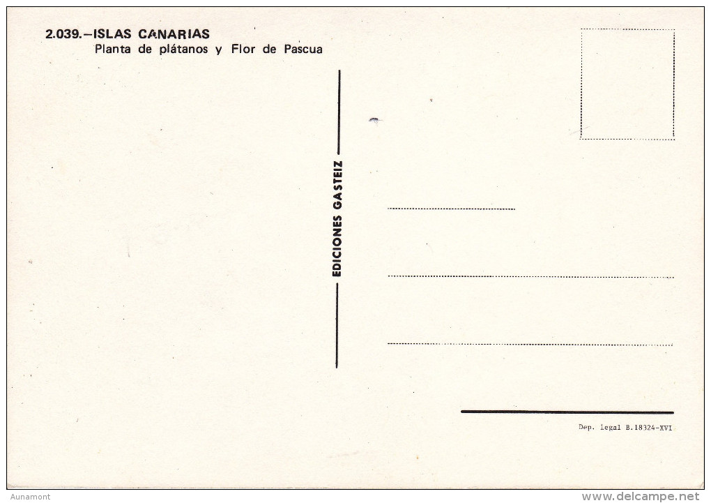 España--Tenerife--Planta De Platano Y Flor De Pascua-- - Árboles