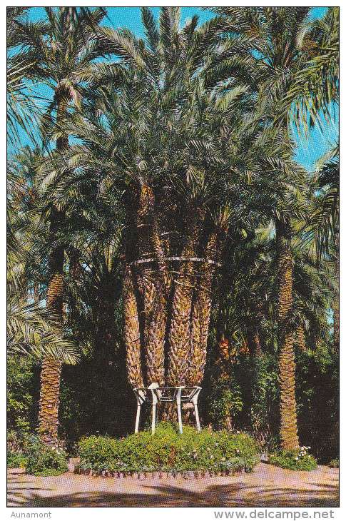 España--Alicante--Elche--Huerto Del Cura--Palmera Imperial De Los Ocho Brazos--200, Años - Trees