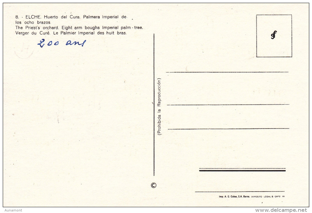 España--Alicante--Elche--Huerto Del Cura--Palmera Imperial De Los Ocho Brazos--200, Años - Arbres