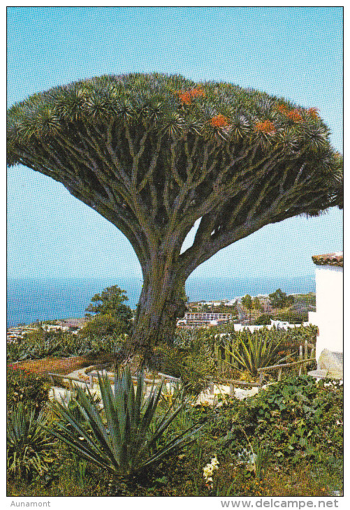 España--Tenerife--Los Realejos--Drago, Milenario-- - Arbres