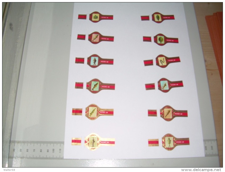 Sigarenbanden Rokende Jan Serie Vissen Rood   12 St - Bagues De Cigares