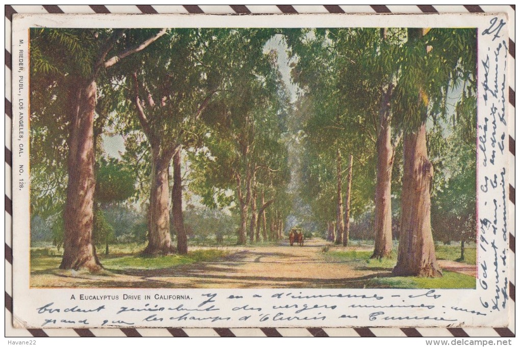 5AH2129 A EUCALYPTUS DRIVE  IN CALIFORNIA 2 SCANS - Autres & Non Classés