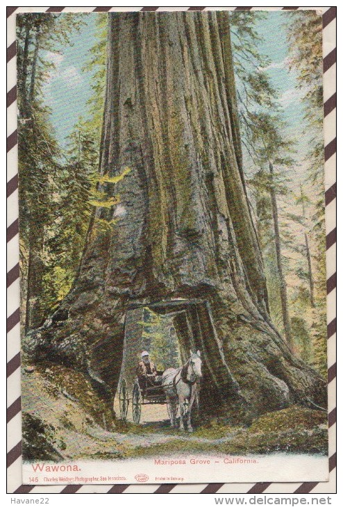 5AH2140  WAWONA MARIPOSA GROVE CALIFORNIA  2 SCANS - Other & Unclassified